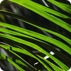 SAW PALMETTO